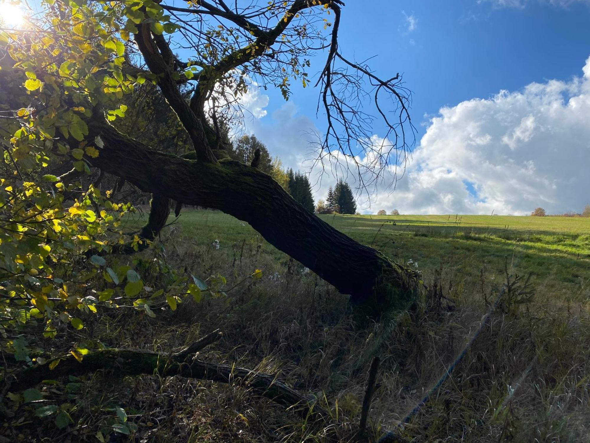 Zur Bergwiese 5 Sterne Appartementhaus Furstenau  Rom bilde